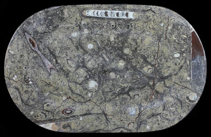 Fossil Orthoceras & Goniatite Plate - Stoneware #57786